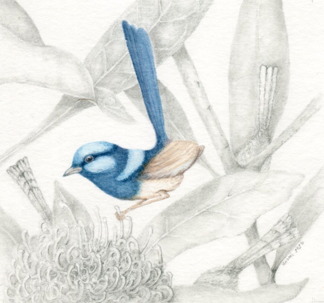 Naomi Nellie  | Bird Paintings