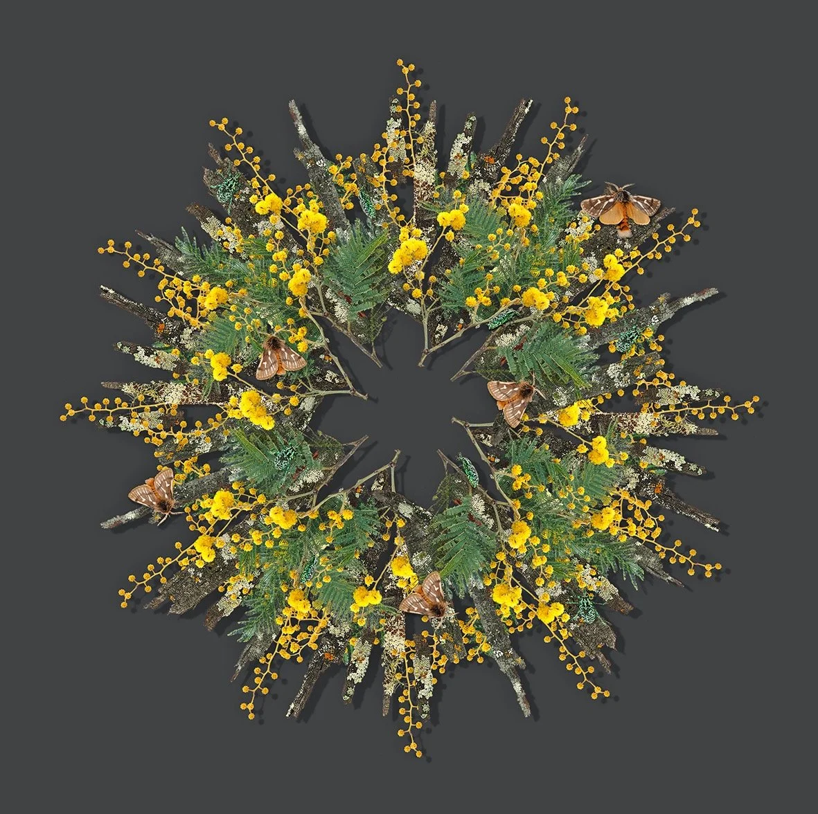 GOST_Jason McDonald_blackwattle_print_low res.jpg