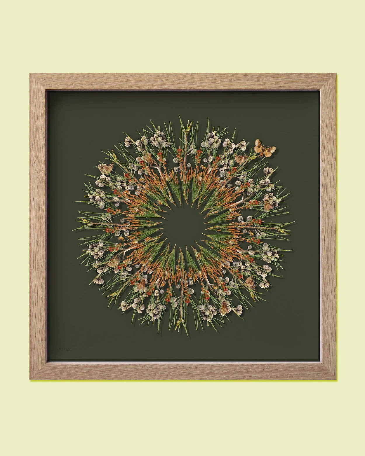 Jason McDonald | River Sheoak, Moths and Bees