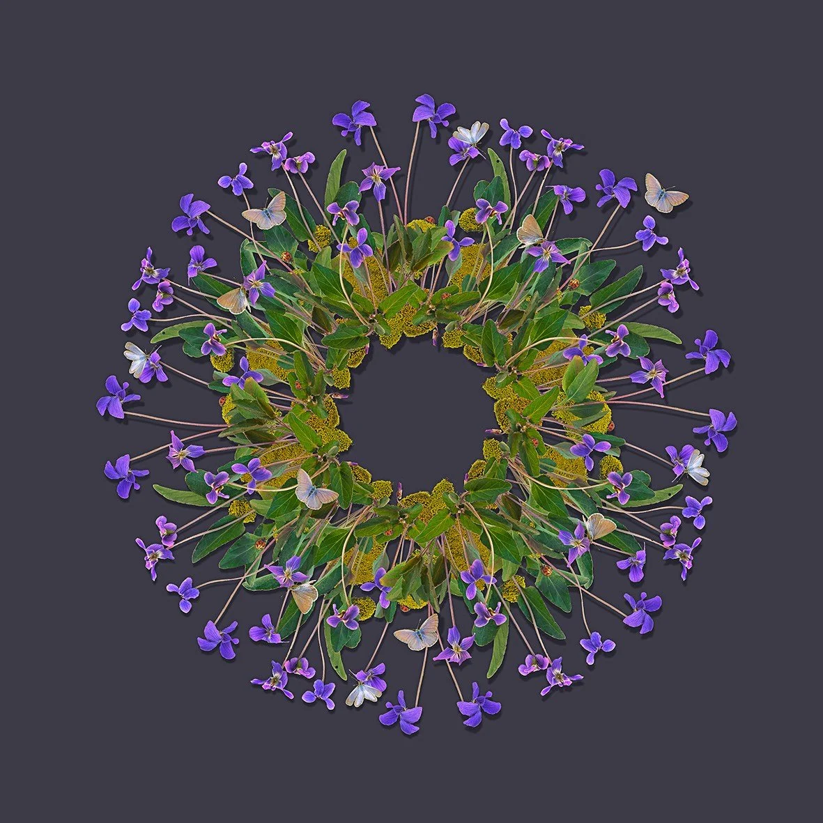 GOST_Jason McDonald_Native Violet_unframed_low res.jpg