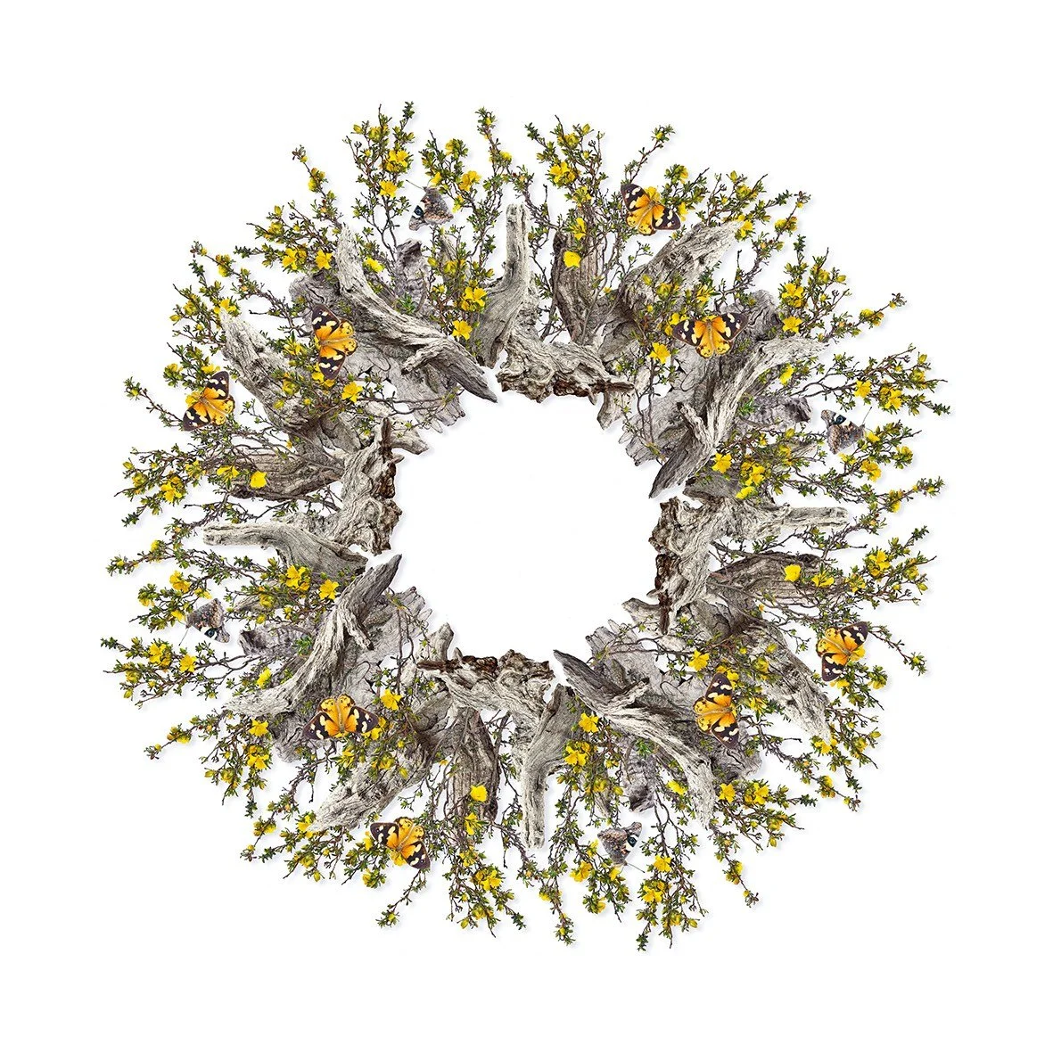 GOST_Jason McDonald_Guinea Flower_unframed_low res.jpg
