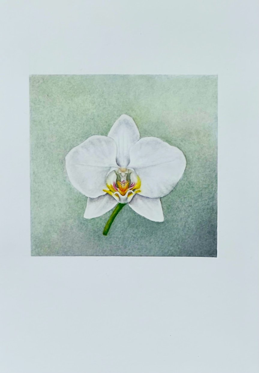 Jenny Mun | Botanical orchid paintings