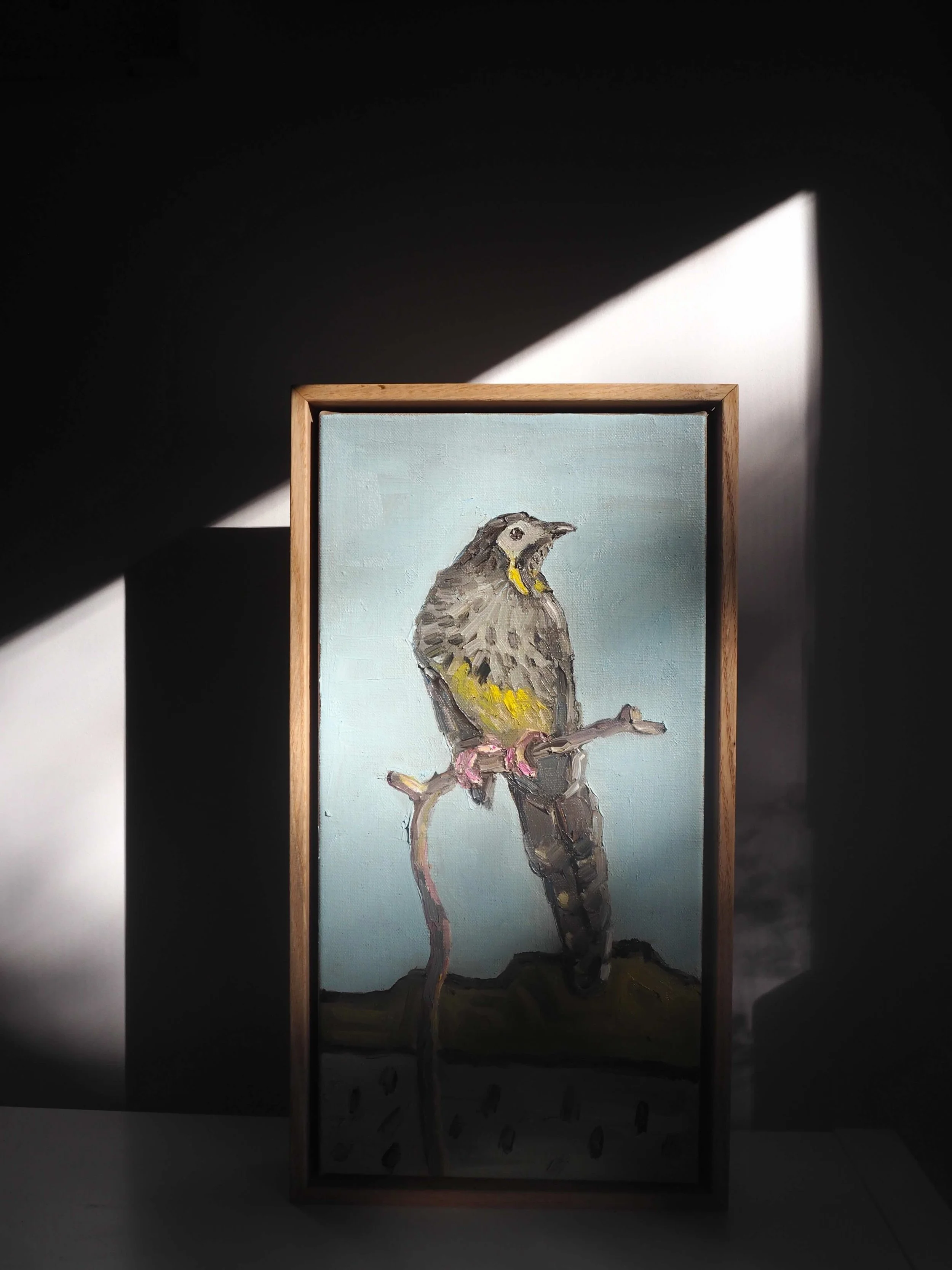 GOST_Jane Guthleben_Wattle Bird_lifestyle moody_low res.jpeg