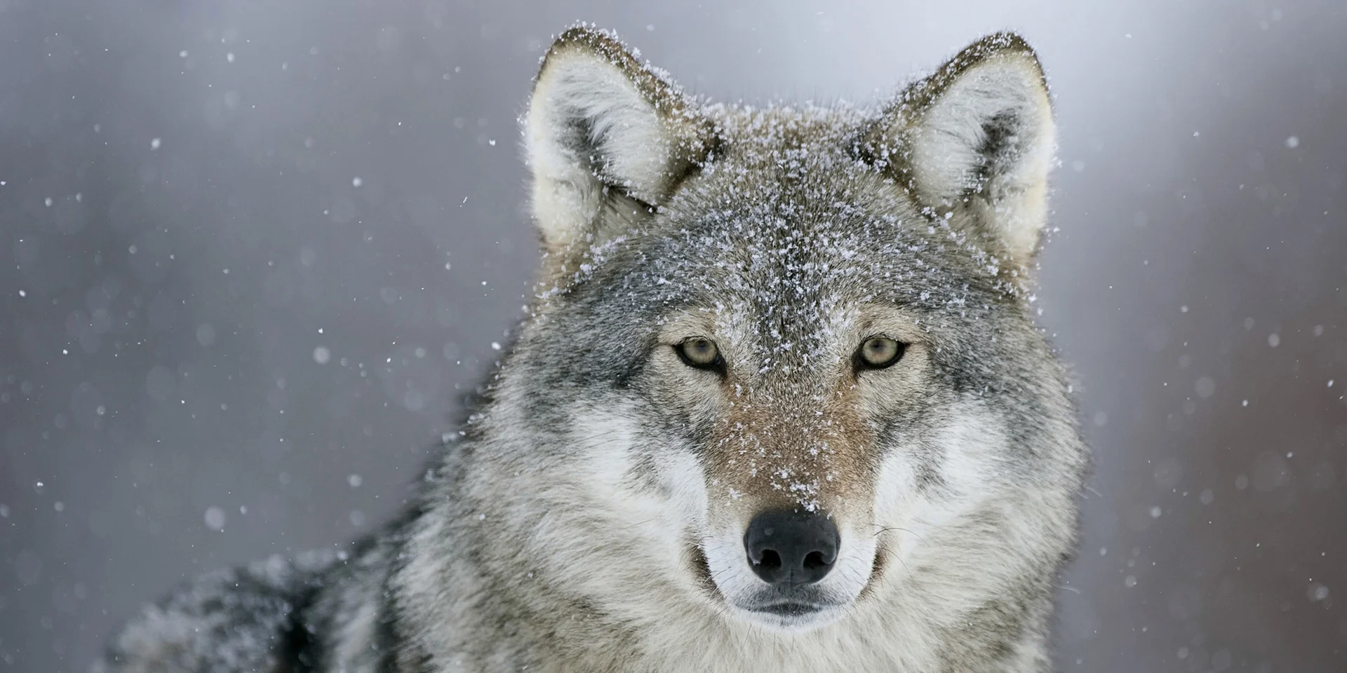 The Legend of the Two Wolves 