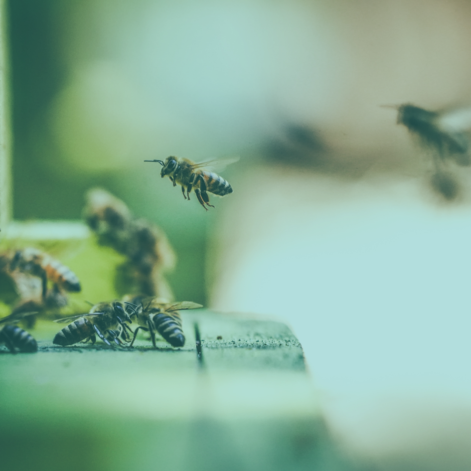 Holacracy supports growth at Web1on1