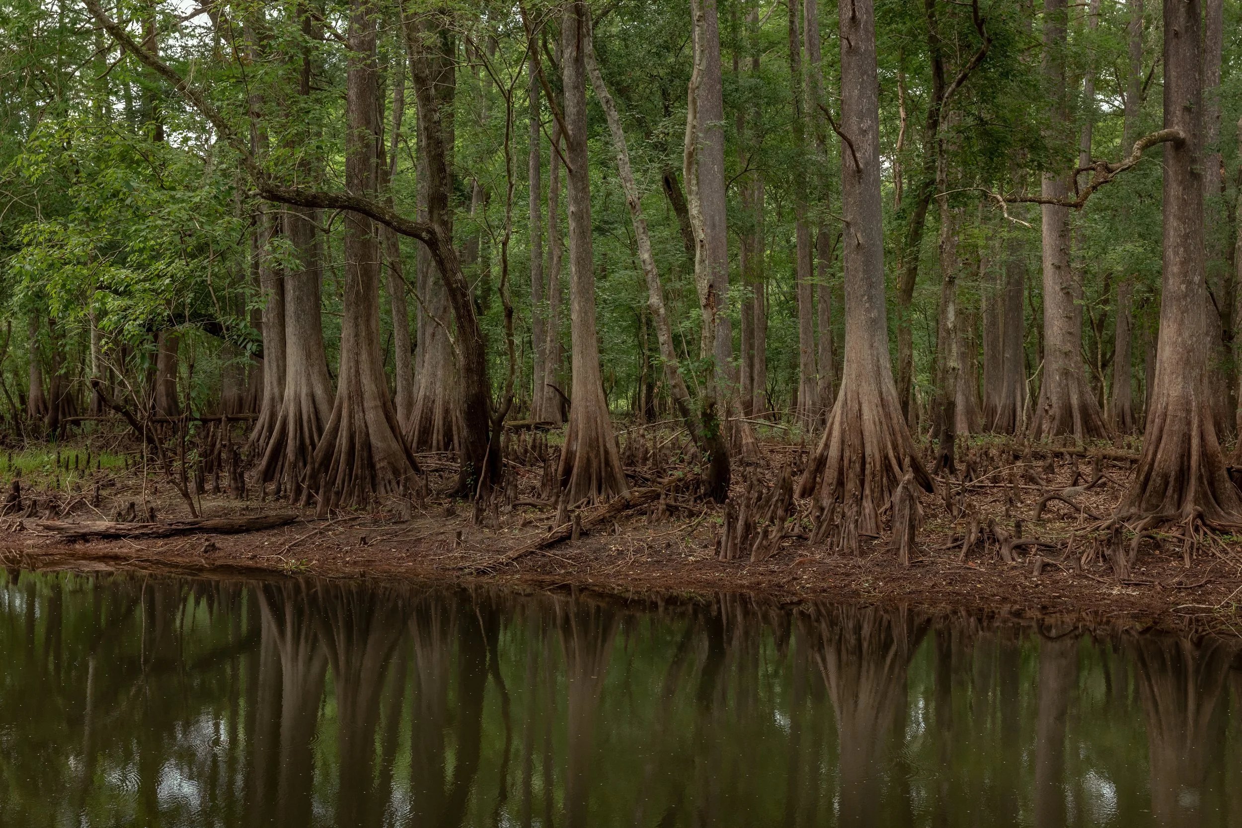 BROOKSVILLE-NATURE-p--5.jpg