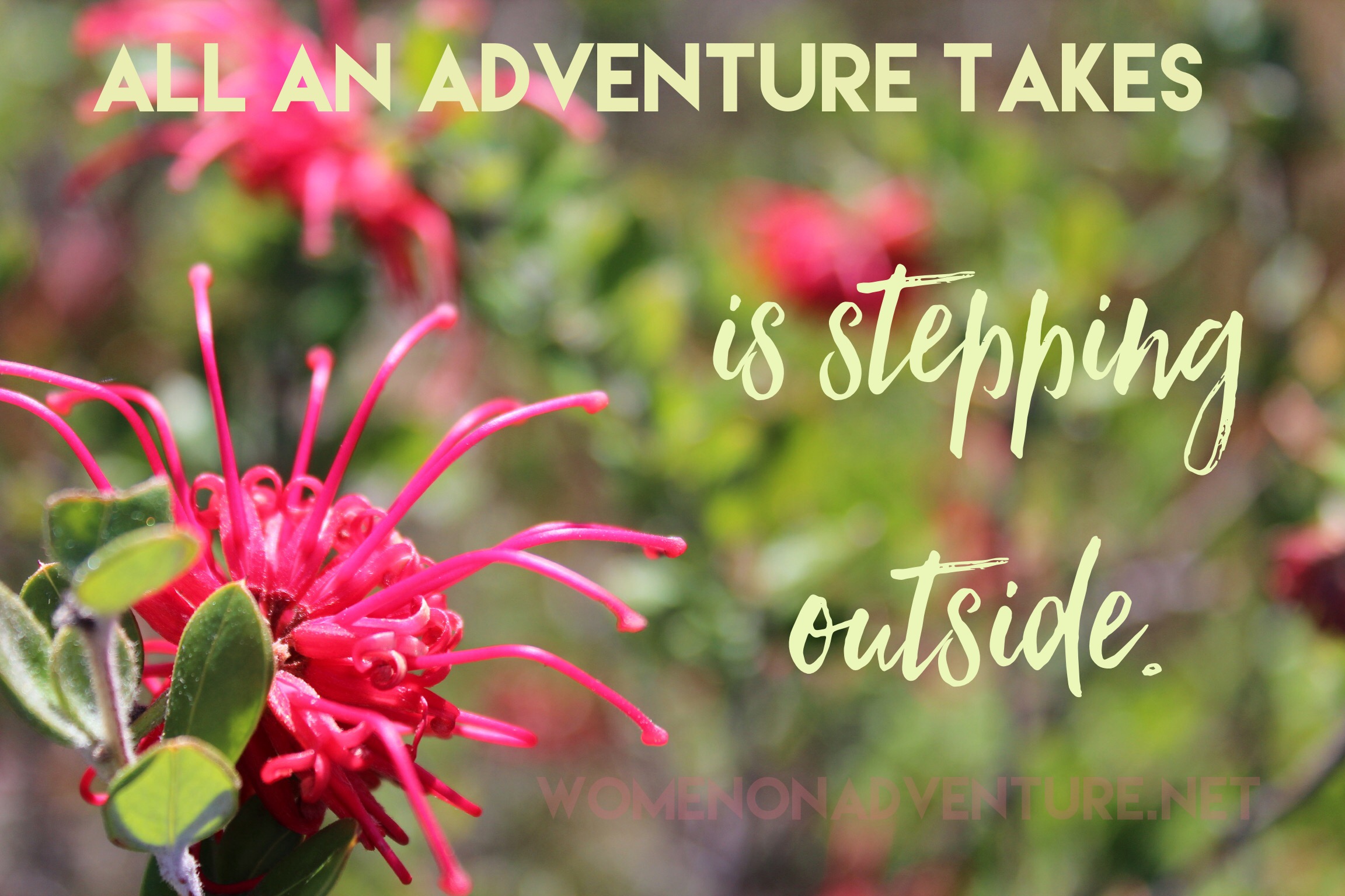 WOA Image: All Adventure Takes...