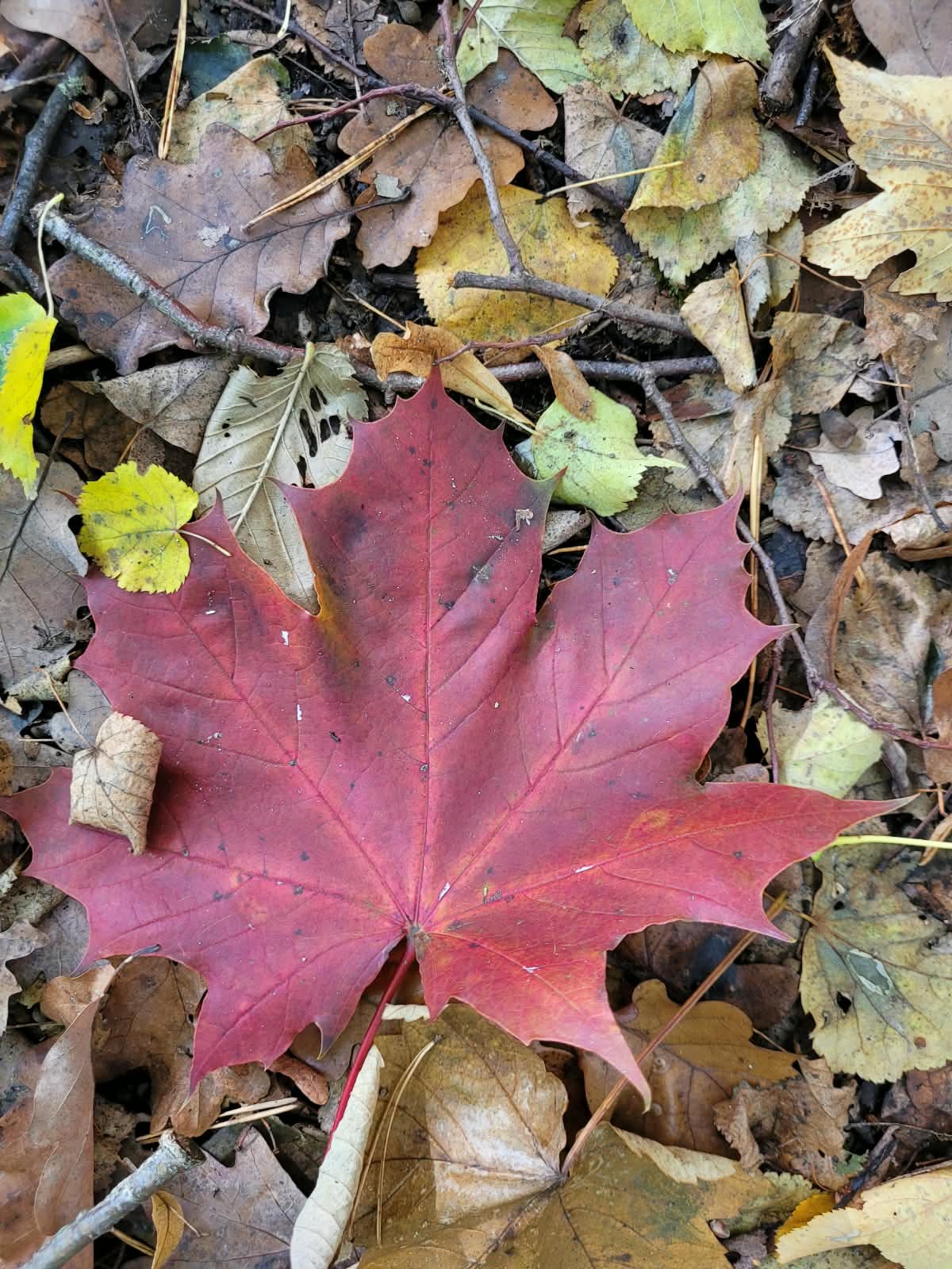 3RedLeaf.jpg