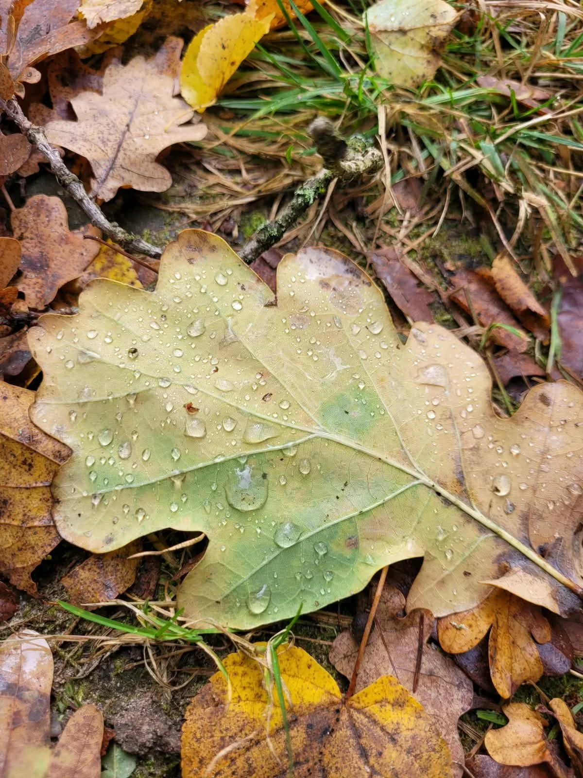 4YellowLeaf.jpg