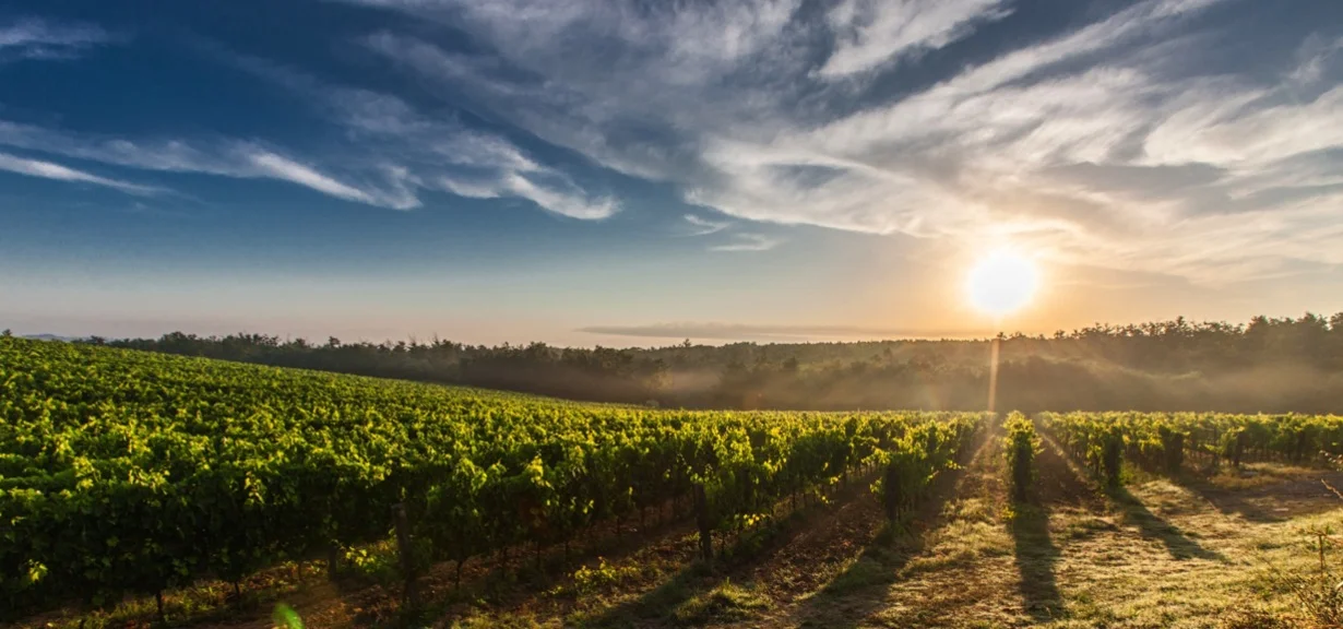 tuscany-grape-field-nature-51947.jpg