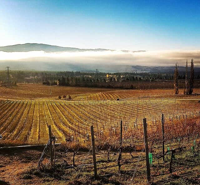 Finally, the yellow heat globe in the sky showed up and we cheered 😎 Mood = Ecstatic 😁 #winterblues #centralotago .
.
.
#nzwine #nzvineyards #wine #winetour #roaringwinetours #winelife #sommlife #centralotagonz #pinotnz #pinotcentral #instawine #wi