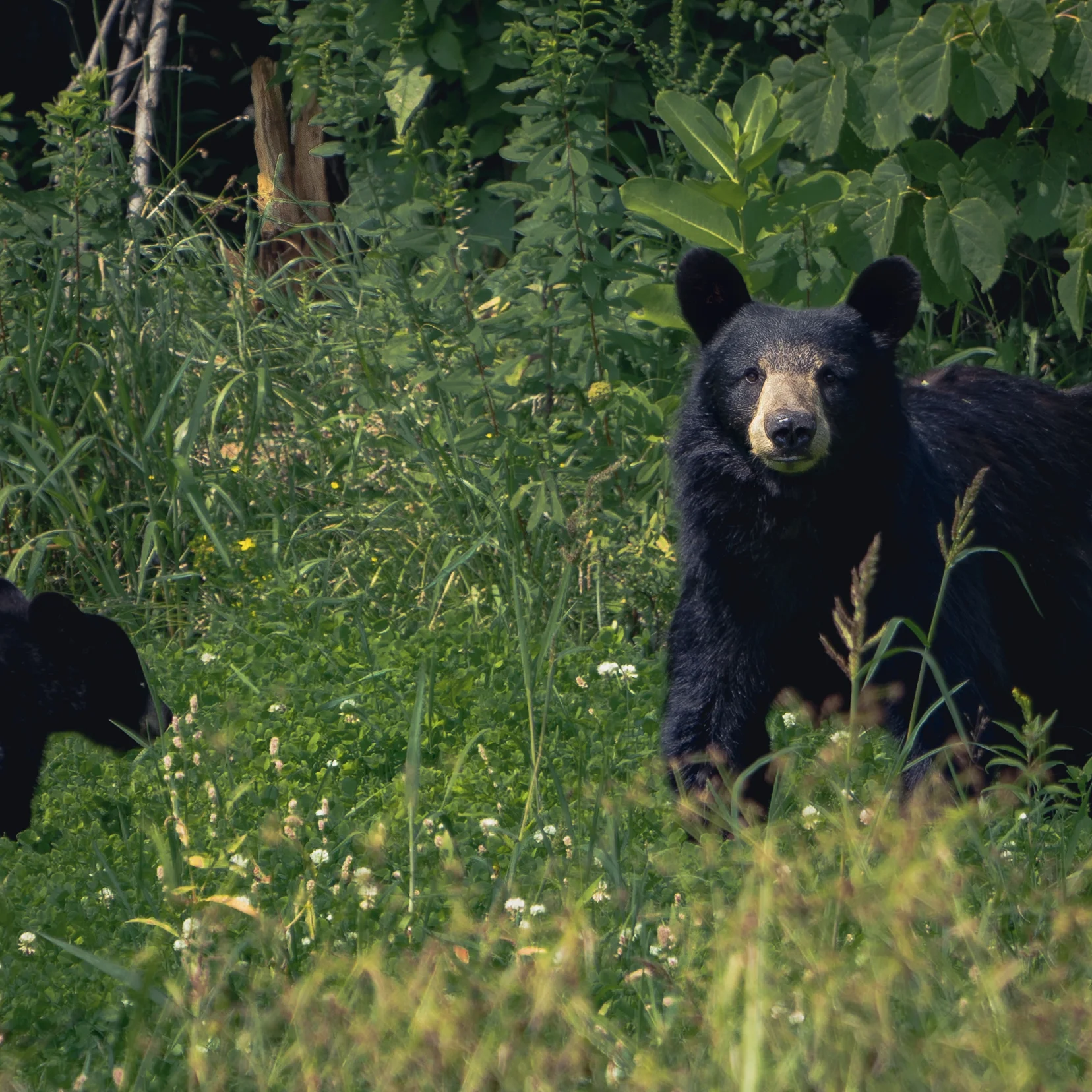 ANIMALS SHOW THE WAY