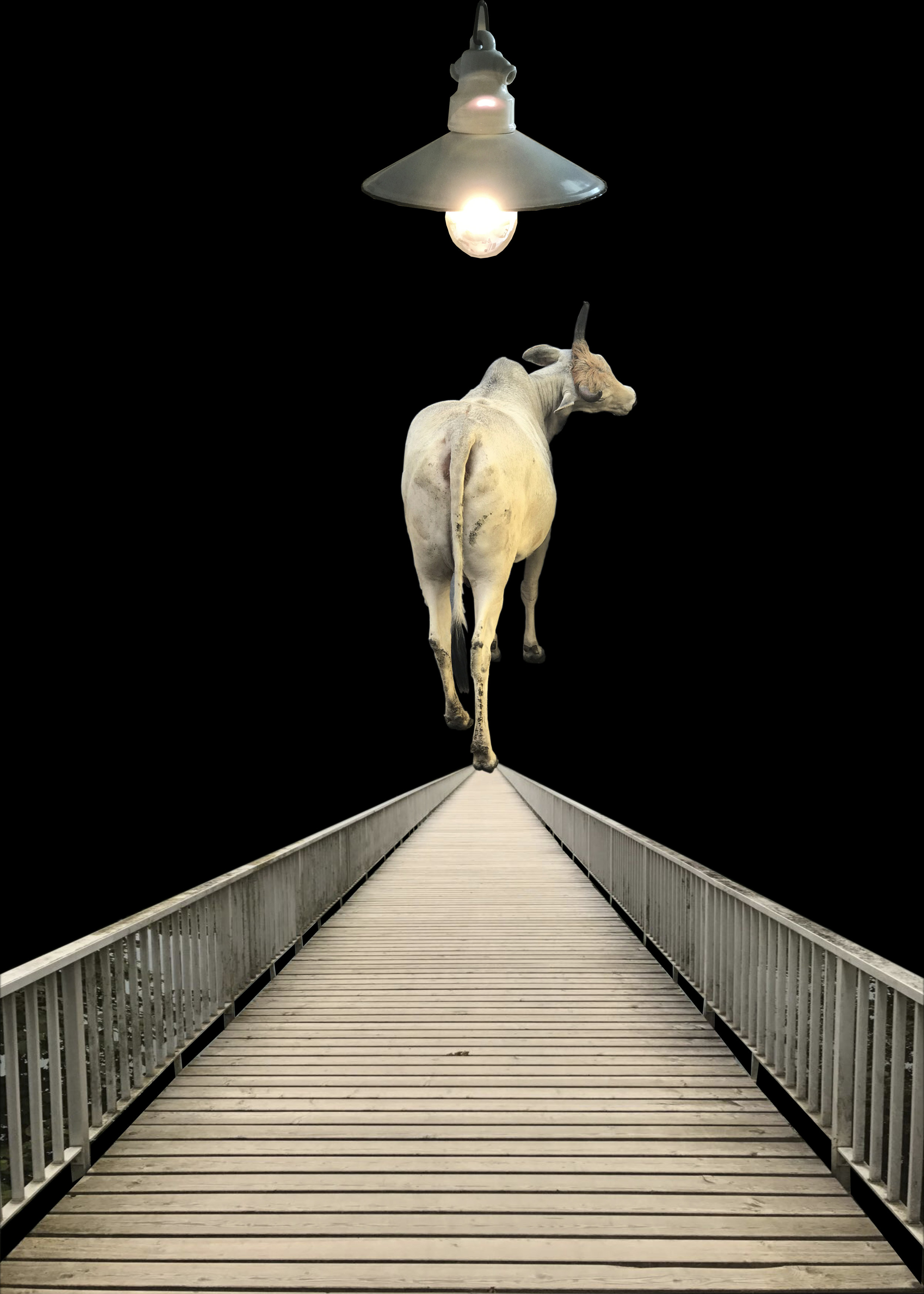 cow on solothurn bridge.jpg