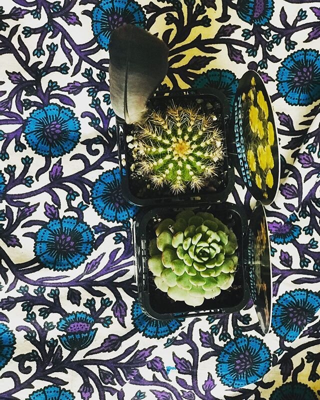 Two plants and a feather! #neweditiontomyroom #beginingacollection  #watchthisspace👀 #cactus🌵 #succulents #plantfever #newroomdecor #feather #foundingfeathers #melbourne
