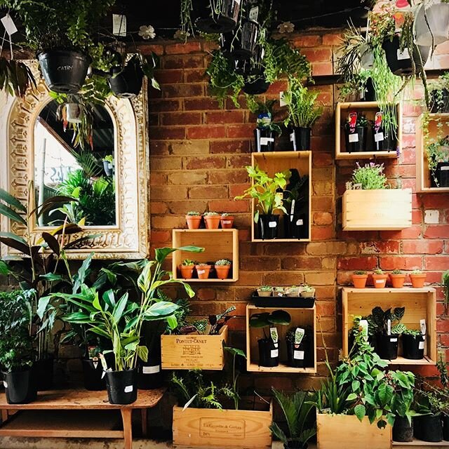 Plant courtyard at @gaudy_and_prim ❣️plants by @tssunb #plants #plantshopping #greenhouse #planthouse #fitzroy #melbourne #collingwood