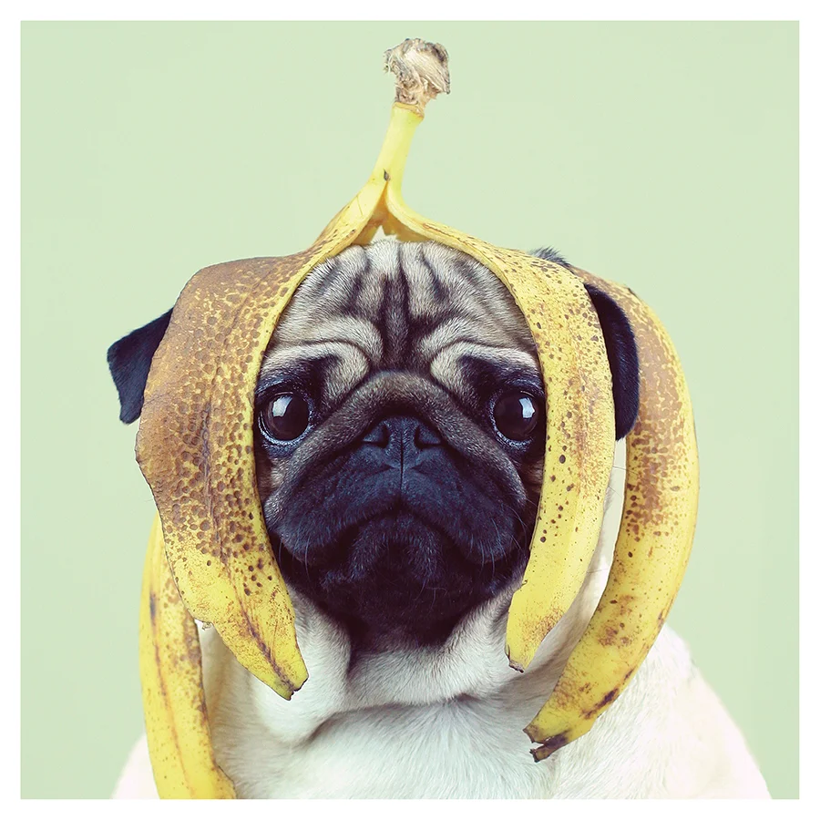 BANANA PUG.jpg