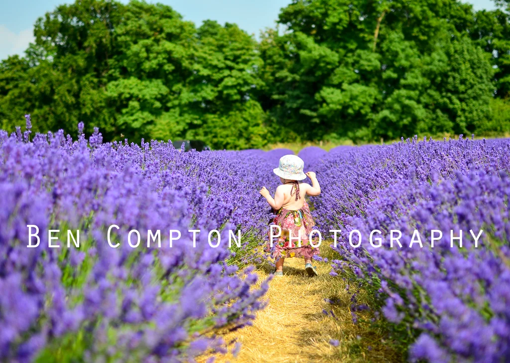 Toddling The Lavender BIG WM.jpg