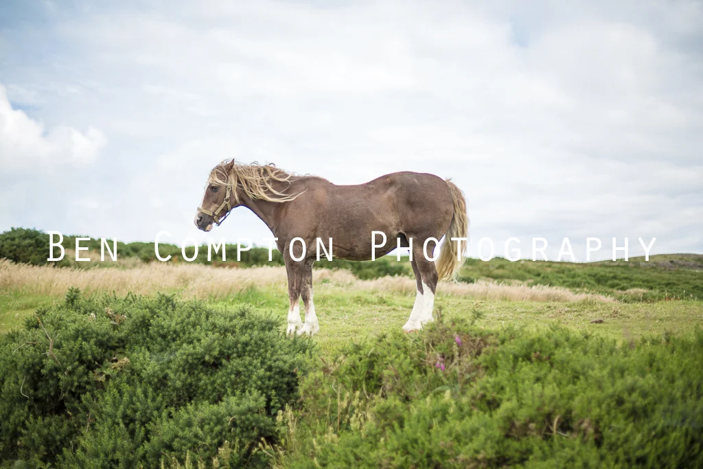 Welsh Mare BIG WM.jpg