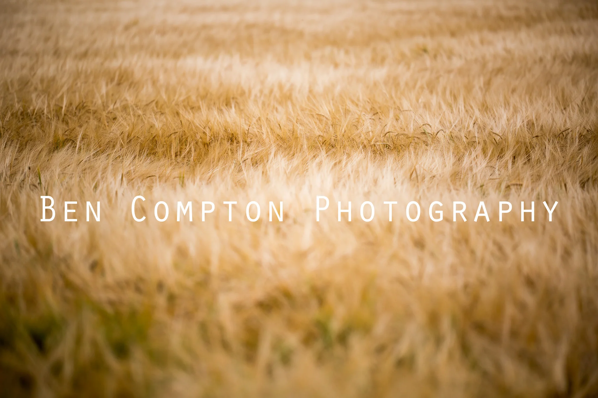 Wheat Wave BIGWM-2.jpg