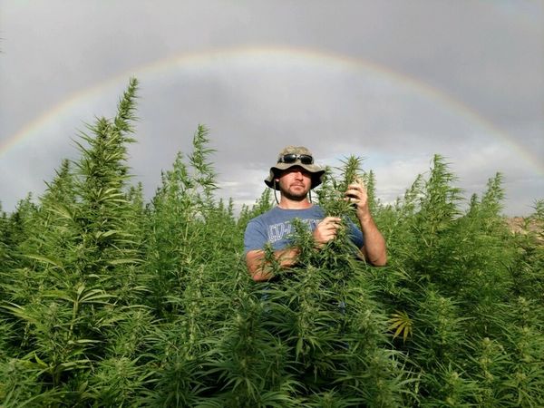 Photo Credit: Boulder Hemp Farm Shane Davis Owner of Hemp Spirit Extracts, M222 Genetics, and Boulder Hemp Farm.