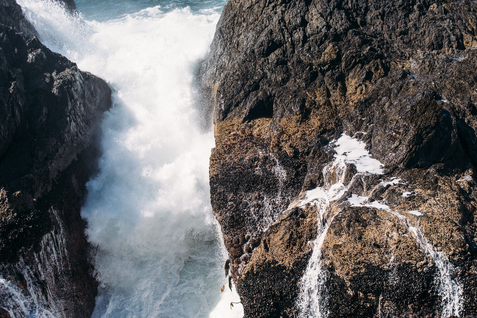 falco_mueller_esowista_tofino_5