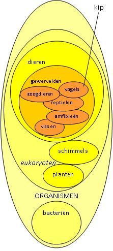 In de veelheid aan soorten zit orde. Biologen orden soorten op overeenkomsten. Die overeenkomsten zijn geen toeval, ze komen door hun verre verwantschap.