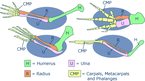Voorpoten van (met de klok mee) de mens, een walvis, een vogel en een hagedis. Daaronder ook die van een kat en een vleermuis. Vogels hebben drie, deels vergroeide vingers. Als embryo in het ei ontwikkelen ze enige tijd vijf vingers.