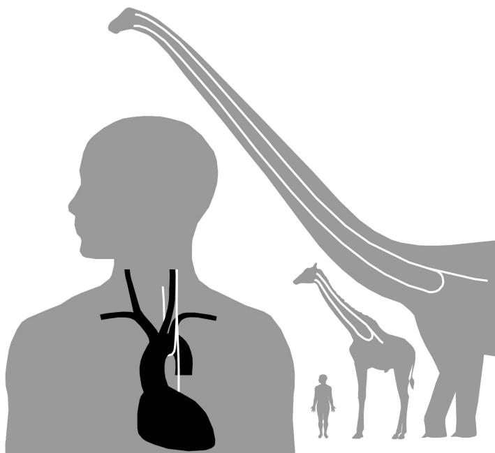 Loop van de stembandzenuwen bij vierpotige dieren. De omweg moet het langst zijn geweest bij Supersaurus vivianae: 28 meter.