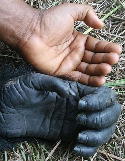 Nietszeggende gelijkenis of familietrekje? Linker hand van mens en chimpansee. Foto: Fernando Turmo