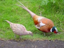 Fazant (mannetje en vrouwtje)