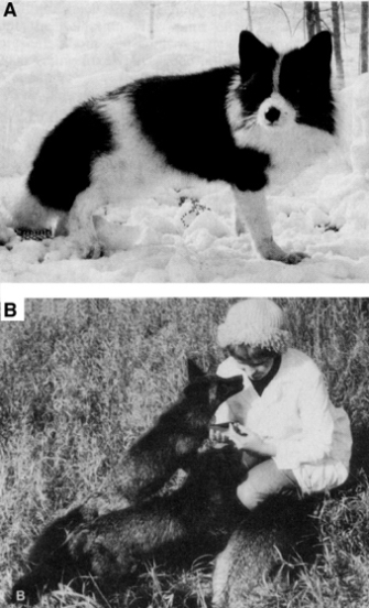 De zilvervossen van Belyaev leken na selectie (A) eerder op honden dan op hun voorouders (B).