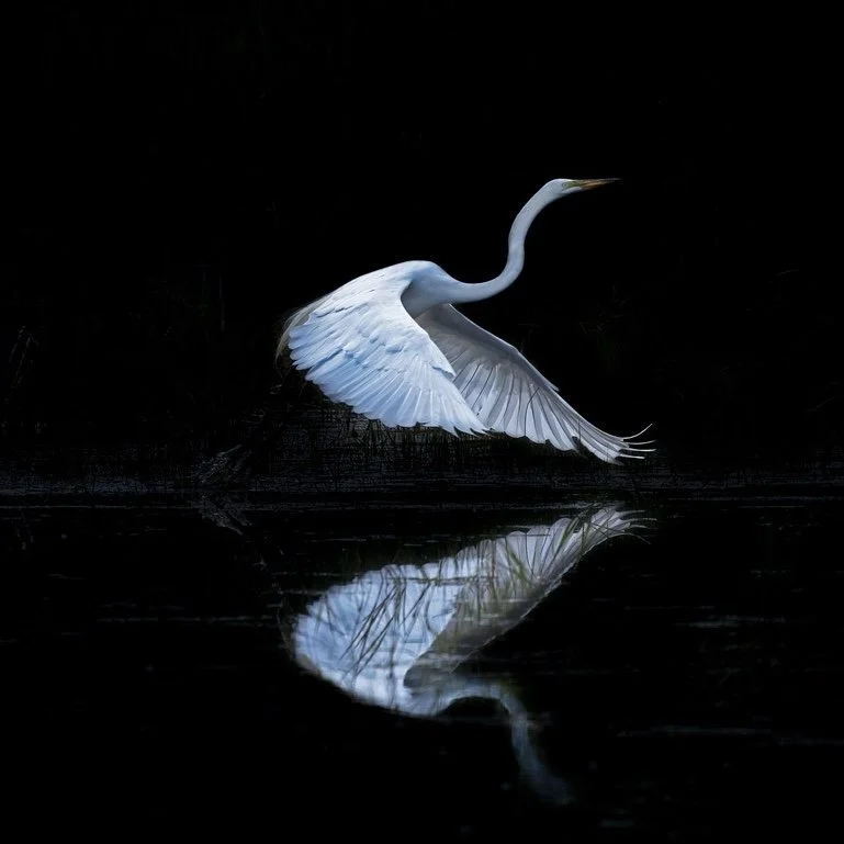 Encountering Balance: A Continuum Equinox Dive