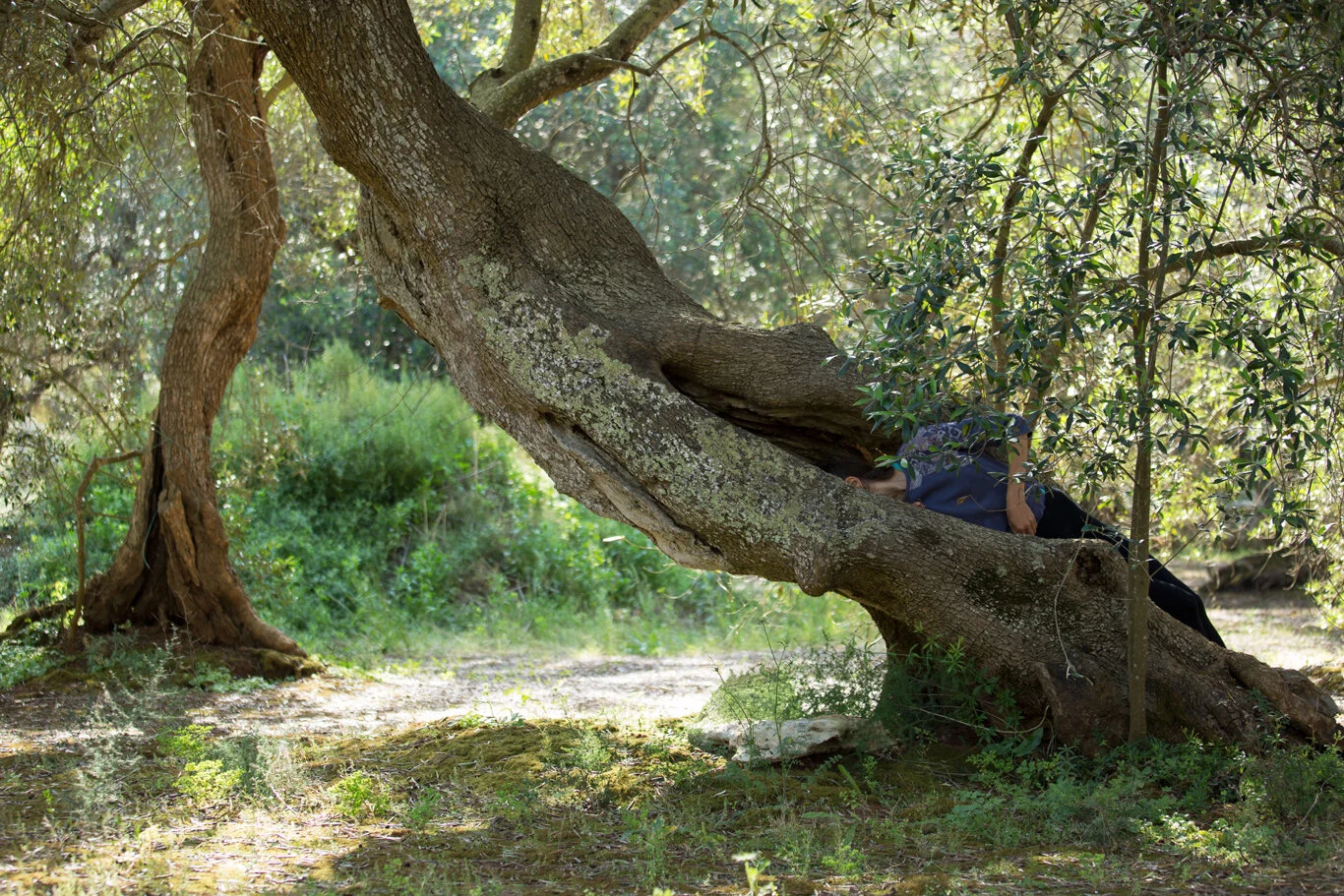   Mane Protection, 2016   archival pigment print 