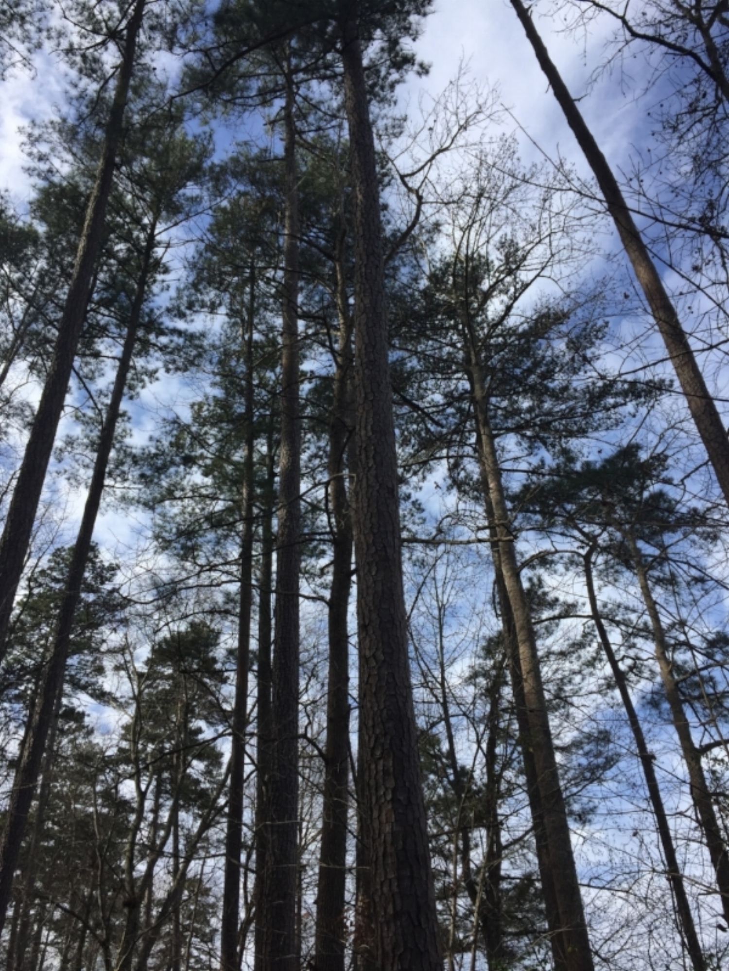Duke Forest, Winter. 