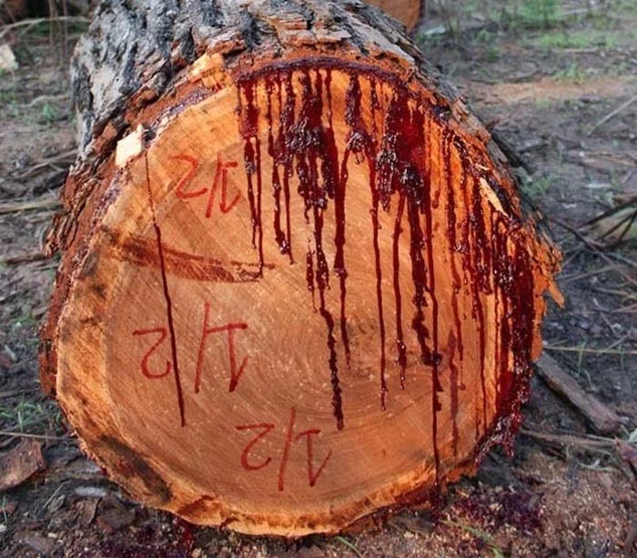The Bloodwood Tree Design Strategies
