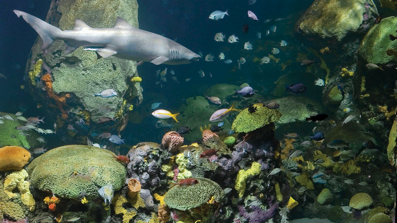 Tennessee Aquarium 