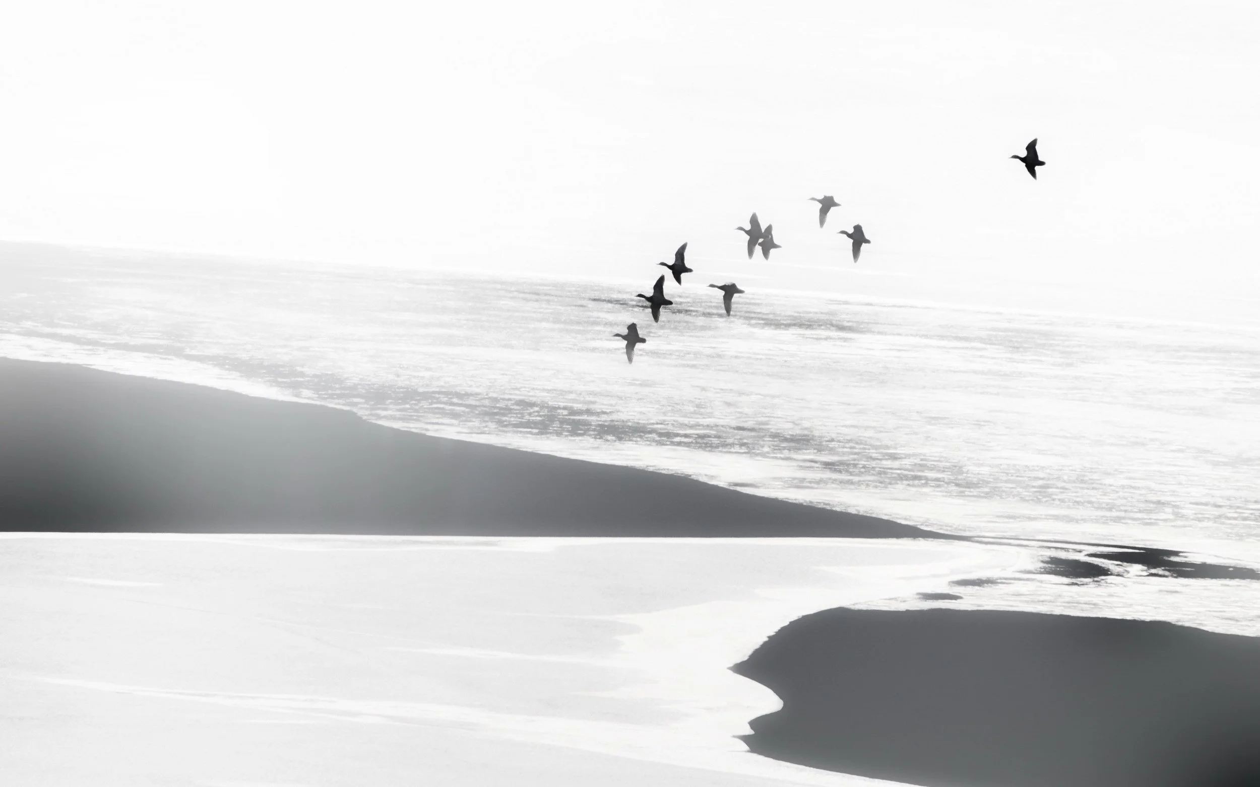 123028-landscape-monochrome-nature-animals-birds-flying-white-beach-sea-water-coast.jpg