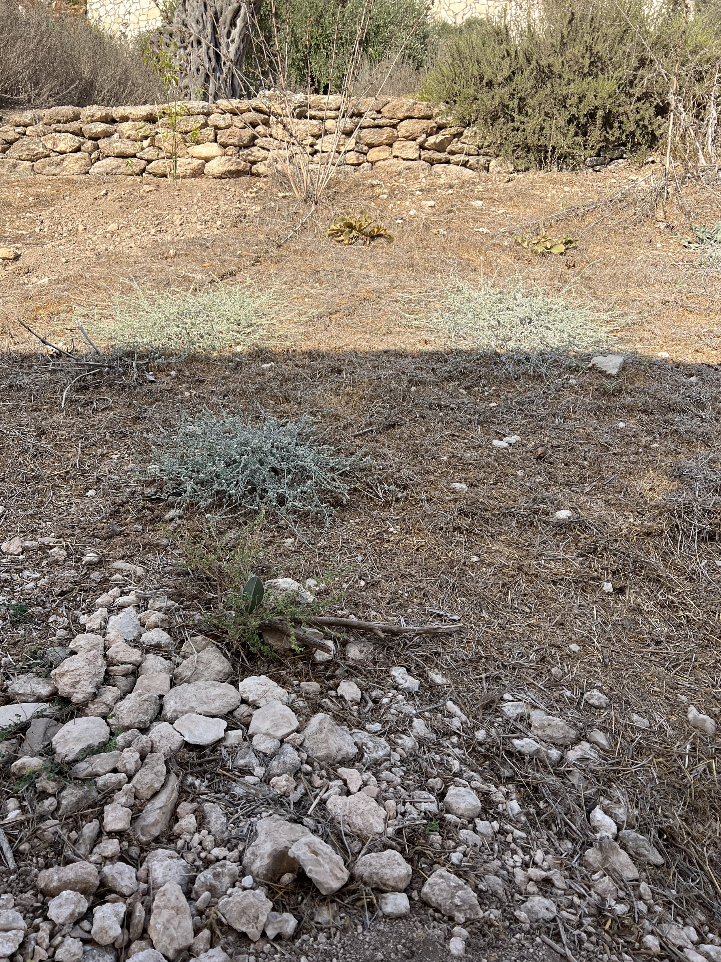 thorns in the soil