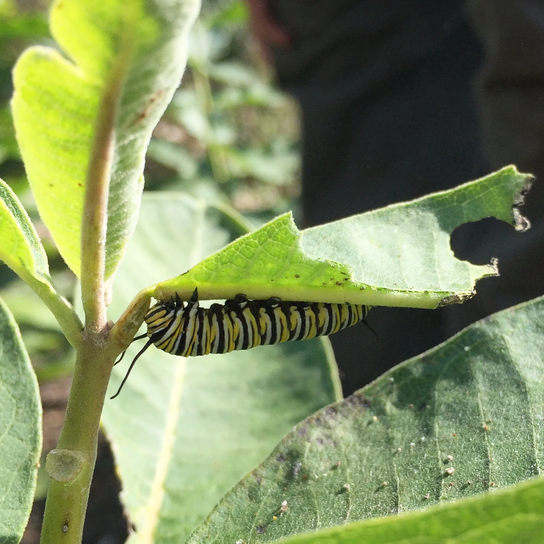 12. Dennis & Judith Jones Visitor and Education Center