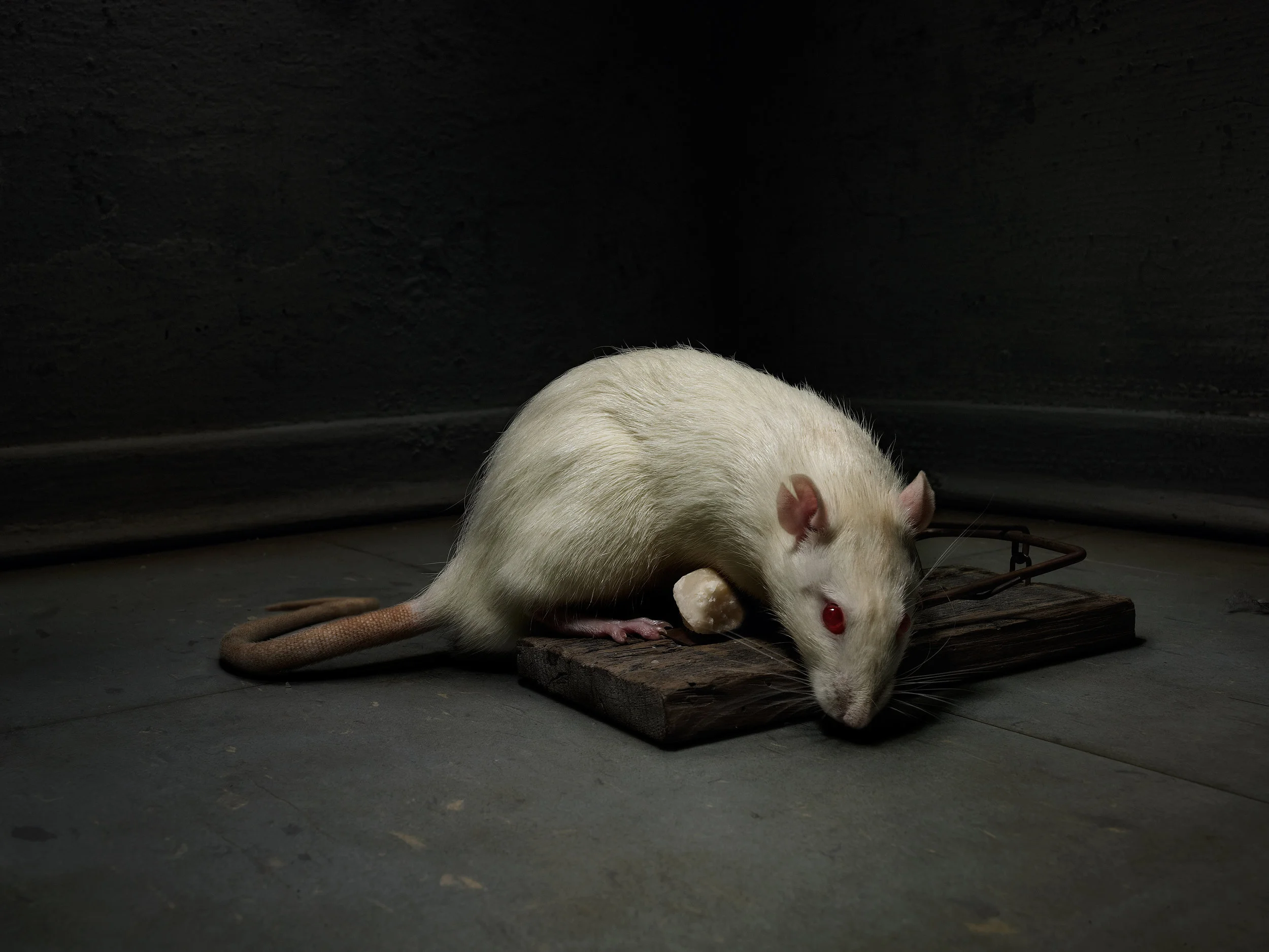RAT-2.jpg