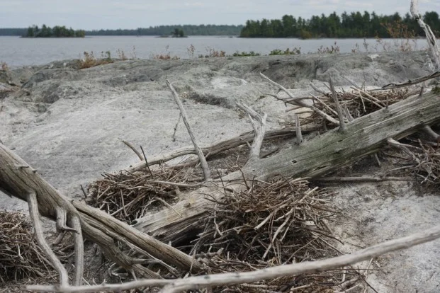 Cormorant nests. Kat Audette-Luebke
