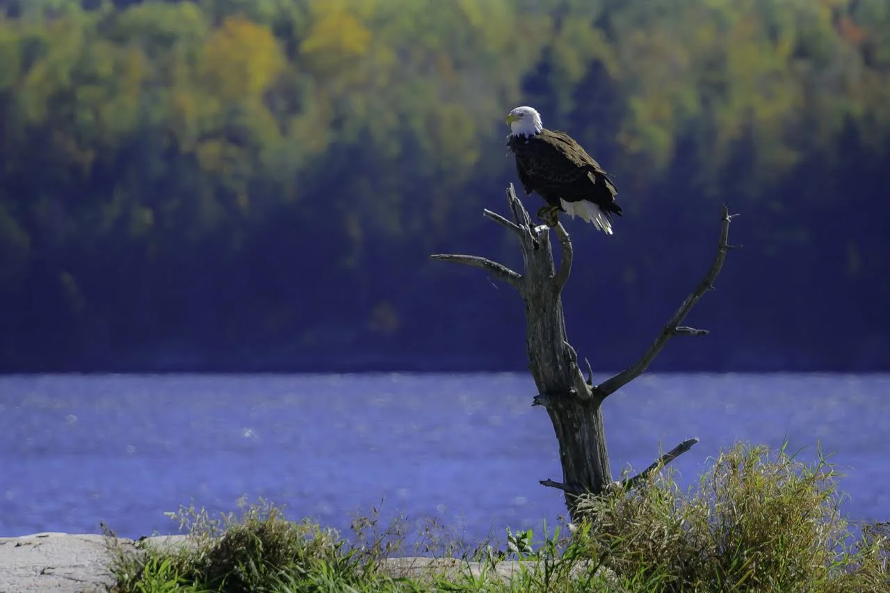Scott_Bemman_Eagle_7_Scenery.jpg