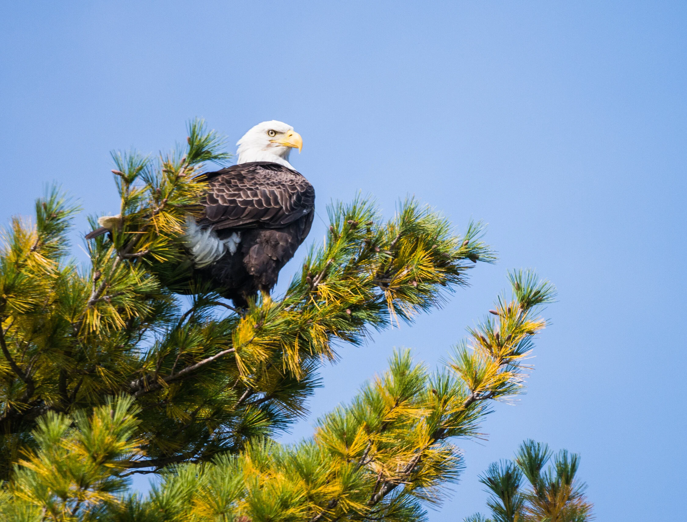 Bald Eagle in tree.jpg