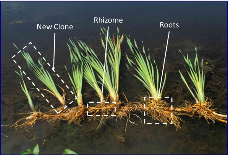Not All Cattails are Created Equal: Typha x glauca the Silent Invader ...