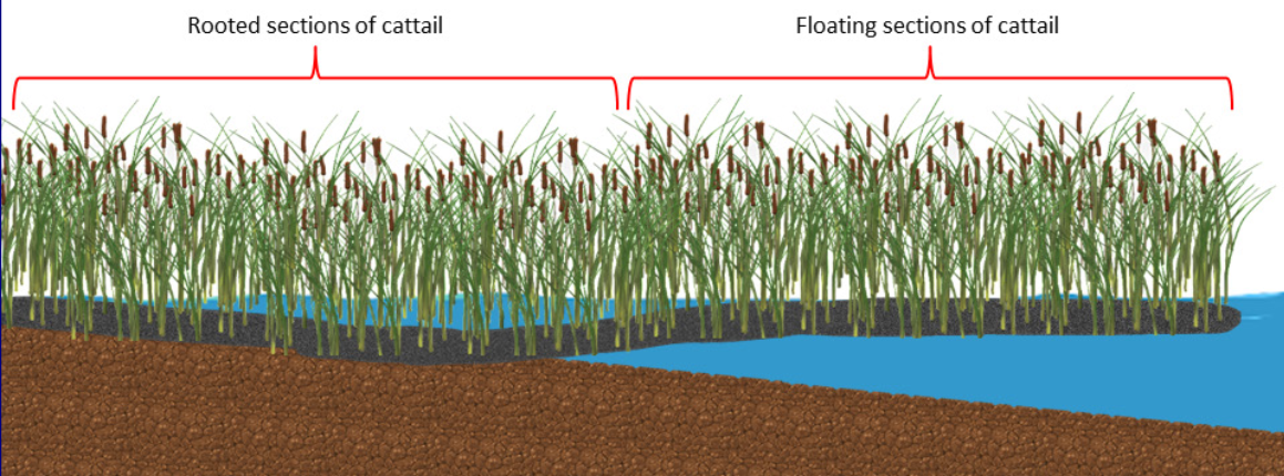 Not All Cattails are Created Equal: Typha x glauca the Silent Invader ...