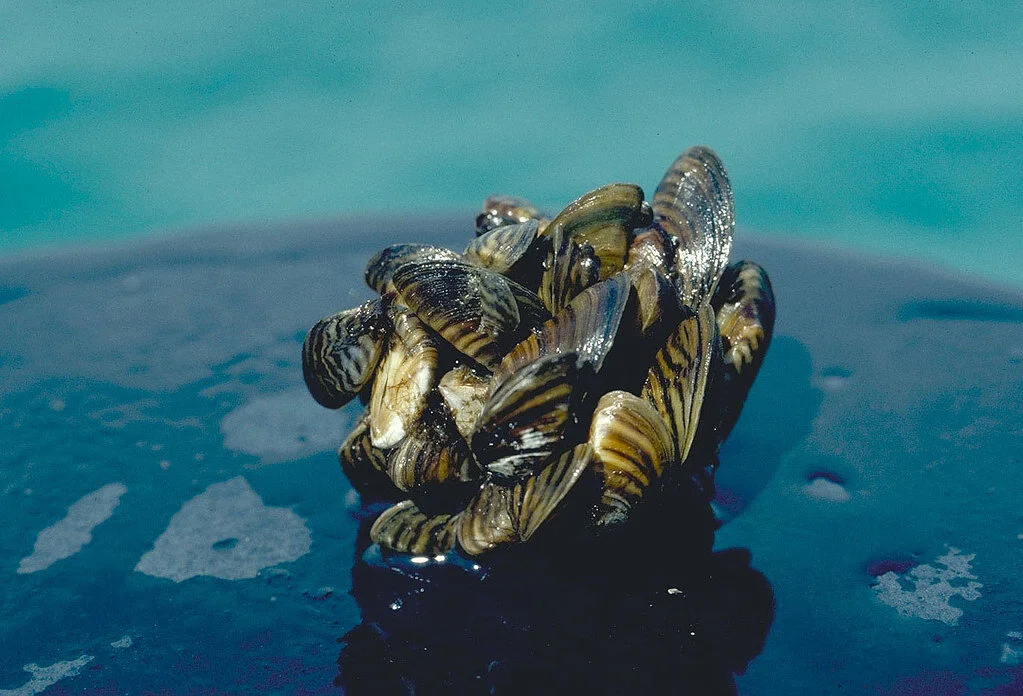 Zebra_mussel.jpg