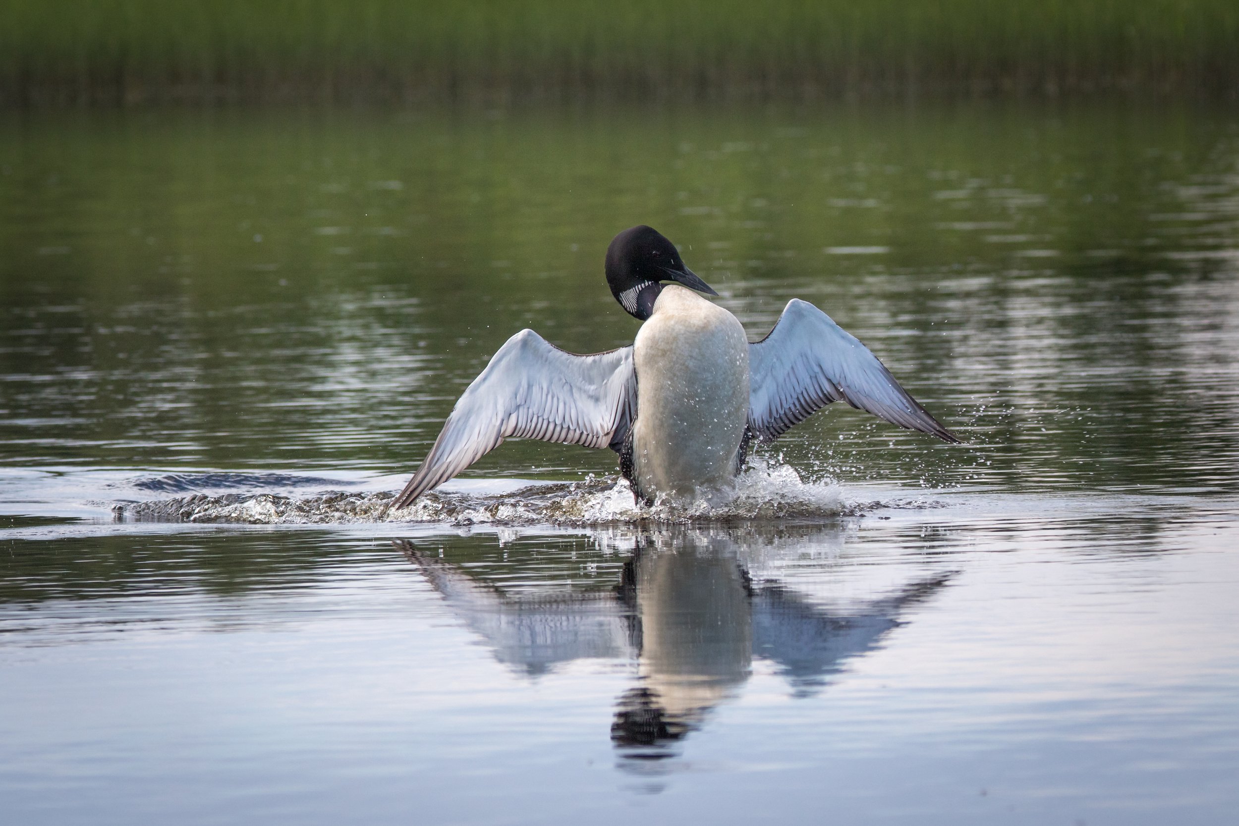 Don Breneman - Loon(1).jpg