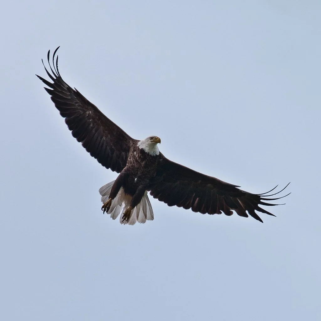 4939565753_ec445ff876_b.jpg