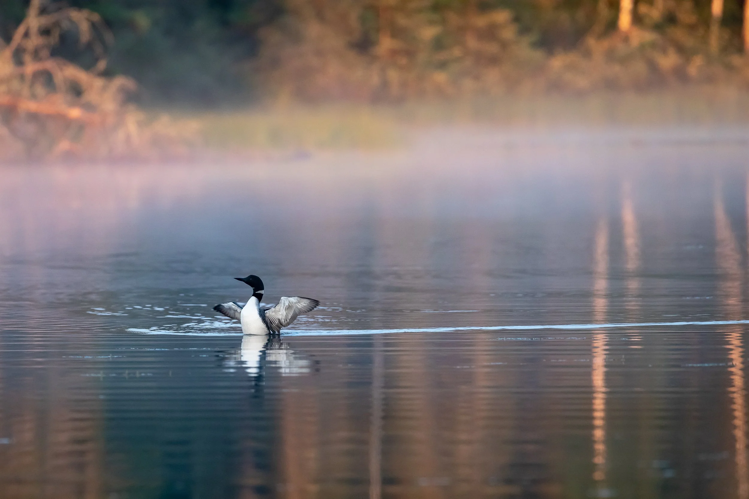 Mark Oram_Loon_in_the_Morning.jpeg