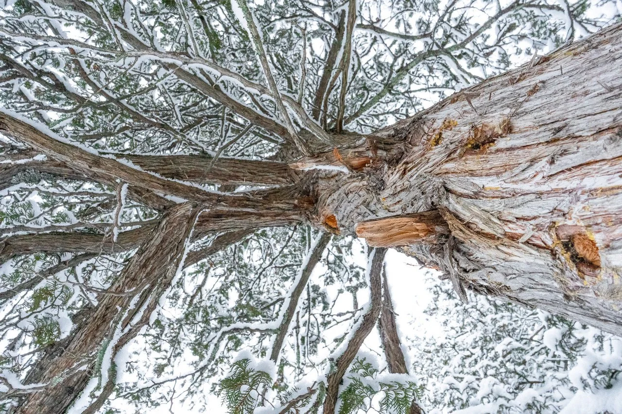 Tom Gable Cedar.jpeg